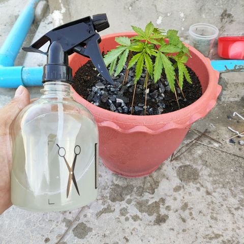 OGKush growlog timeline photo