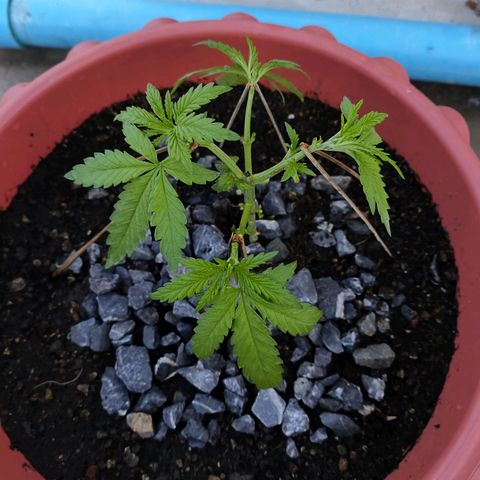 OGKush growlog timeline photo