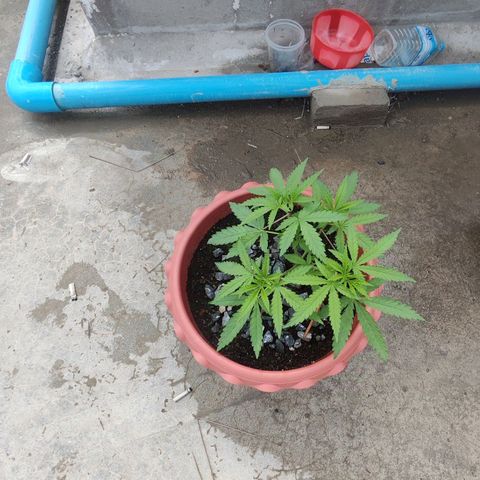 OGKush growlog timeline photo