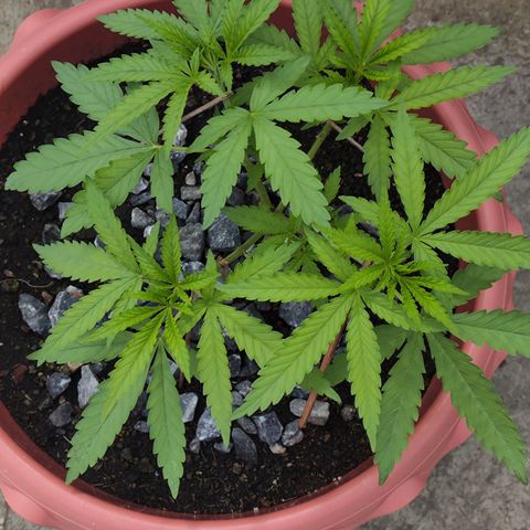 OGKush growlog timeline photo