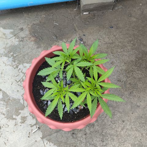 OGKush growlog timeline photo