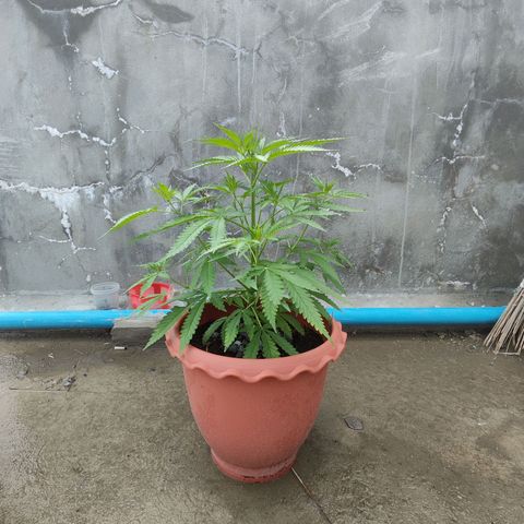 OGKush growlog timeline photo