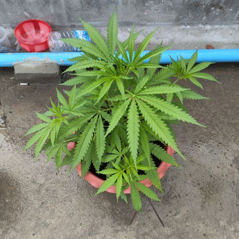 OGKush growlog timeline photo