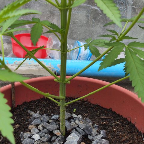 OGKush growlog timeline photo