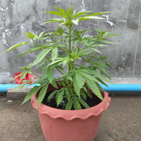 OGKush growlog timeline photo