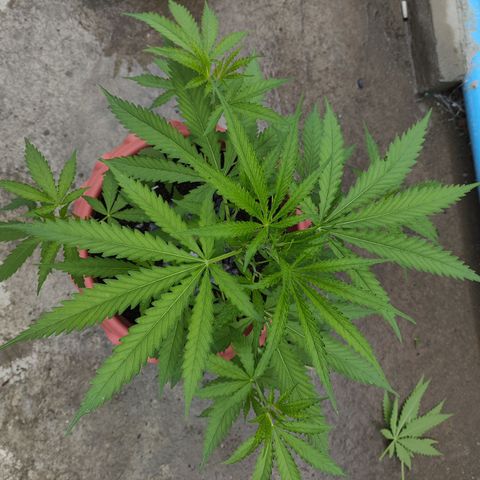 OGKush growlog timeline photo