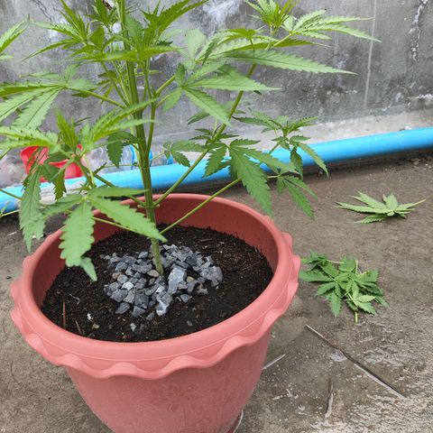OGKush growlog timeline photo