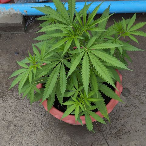 OGKush growlog timeline photo