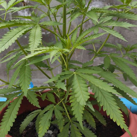 OGKush growlog timeline photo