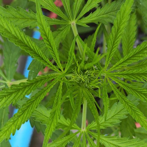 OGKush growlog timeline photo