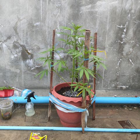 OGKush growlog timeline photo