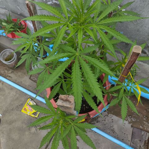 OGKush growlog timeline photo
