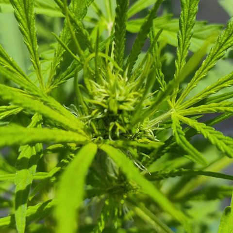 OGKush growlog timeline photo