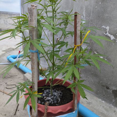 OGKush growlog timeline photo