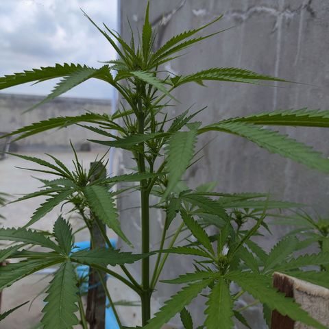 OGKush growlog timeline photo