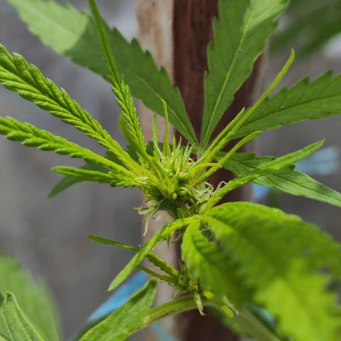 OGKush growlog timeline photo