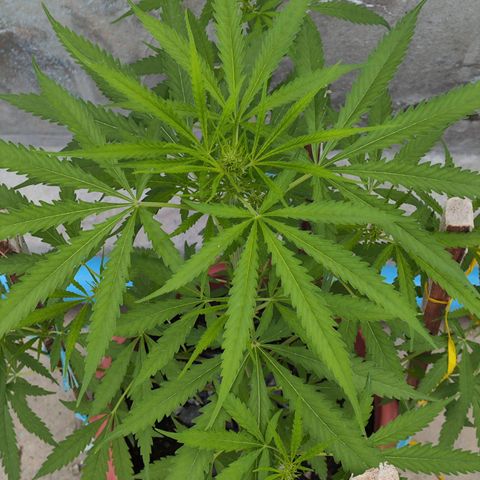 OGKush growlog timeline photo