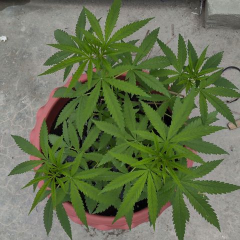 OGKush growlog timeline photo