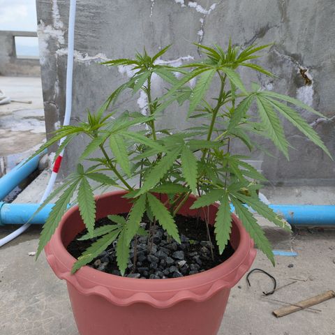 OGKush growlog timeline photo