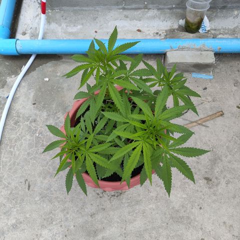 OGKush growlog timeline photo