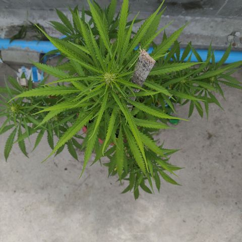 OGKush growlog timeline photo