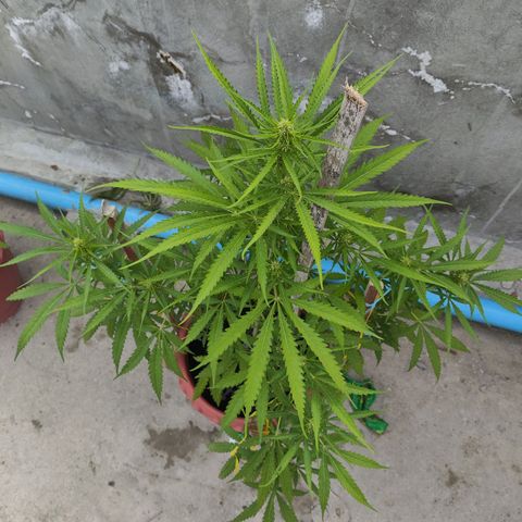 OGKush growlog timeline photo