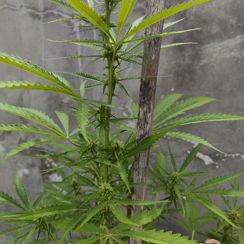 OGKush growlog timeline photo