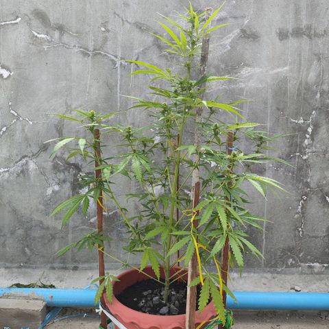 OGKush growlog timeline photo