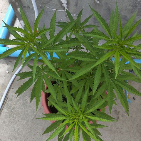 OGKush growlog timeline photo