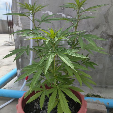 OGKush growlog timeline photo