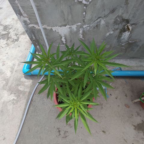 OGKush growlog timeline photo