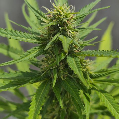 OGKush growlog timeline photo