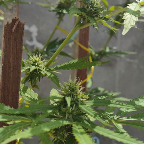 OGKush growlog timeline photo