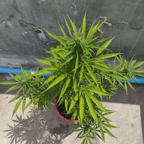 OGKush growlog timeline photo