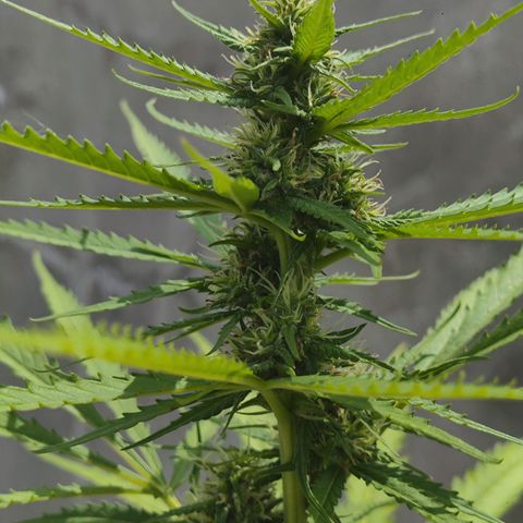 OGKush growlog timeline photo
