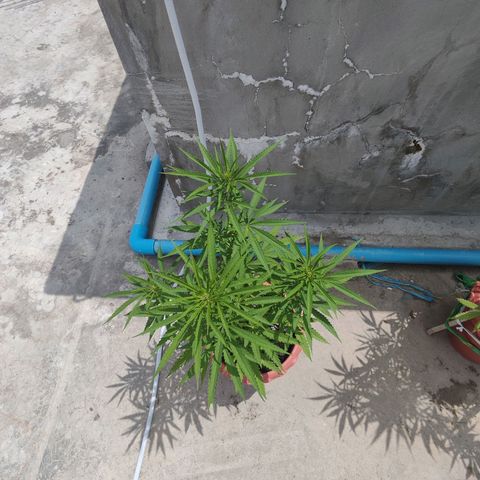OGKush growlog timeline photo