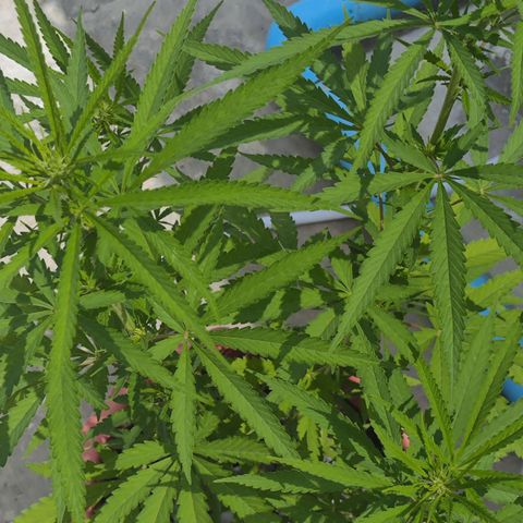 OGKush growlog timeline photo