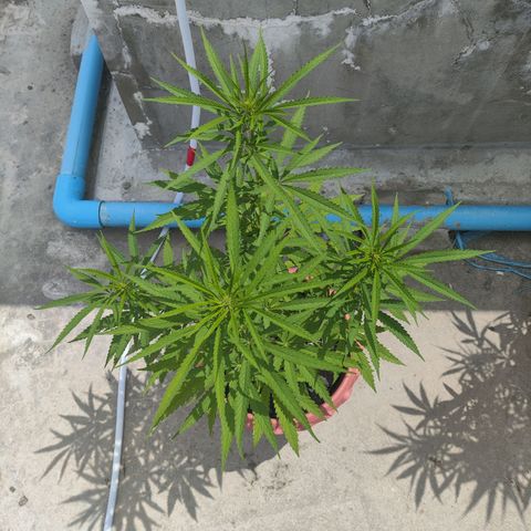 OGKush growlog timeline photo