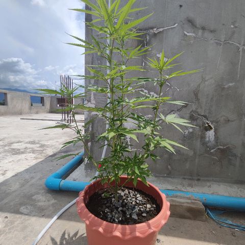 OGKush growlog timeline photo