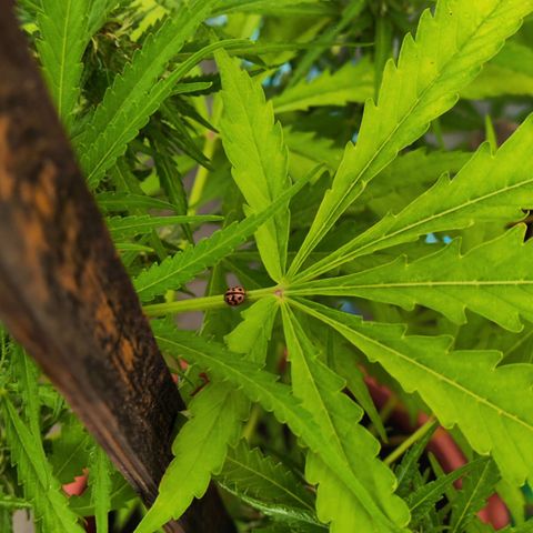 OGKush growlog timeline photo