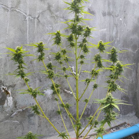 OGKush growlog timeline photo