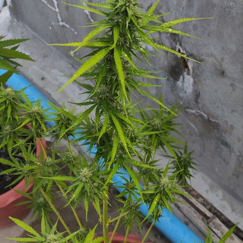 OGKush growlog timeline photo