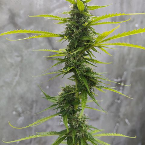 OGKush growlog timeline photo