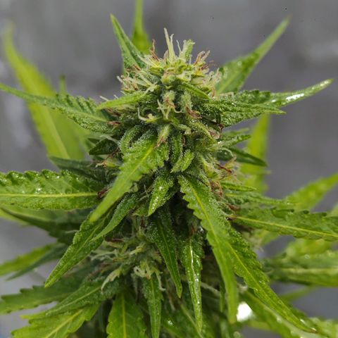 OGKush growlog timeline photo