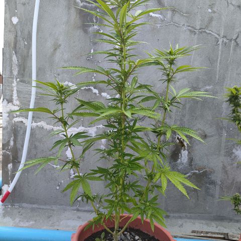 OGKush growlog timeline photo