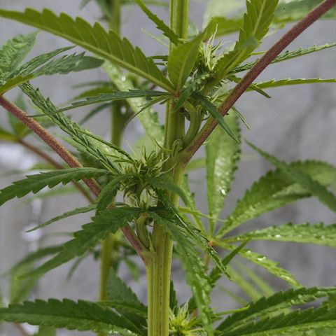 OGKush growlog timeline photo