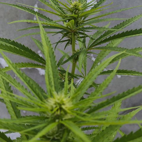 OGKush growlog timeline photo
