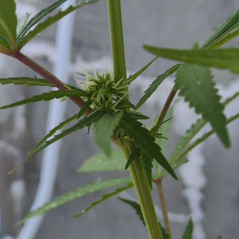 OGKush growlog timeline photo