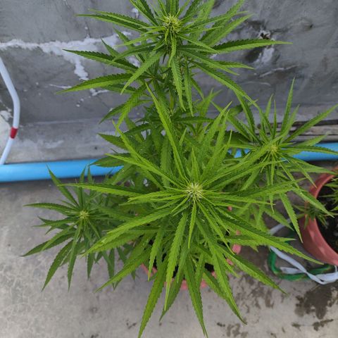 OGKush growlog timeline photo