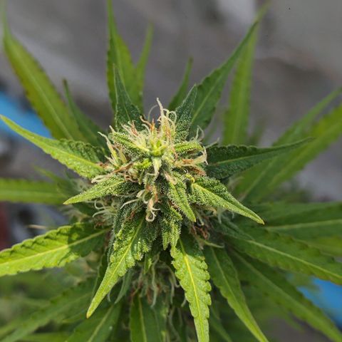 OGKush growlog timeline photo